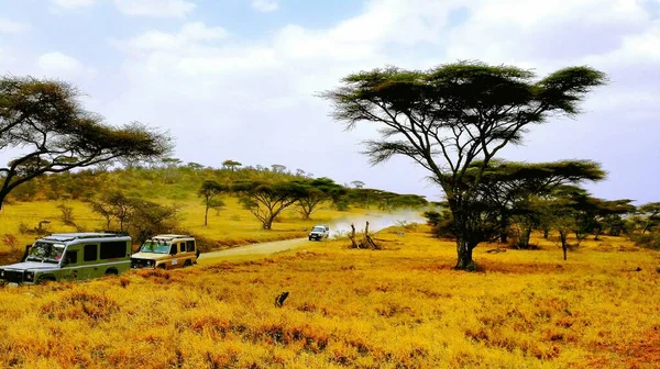 beautiful landscape with a tree and a road in the savannah of kenya