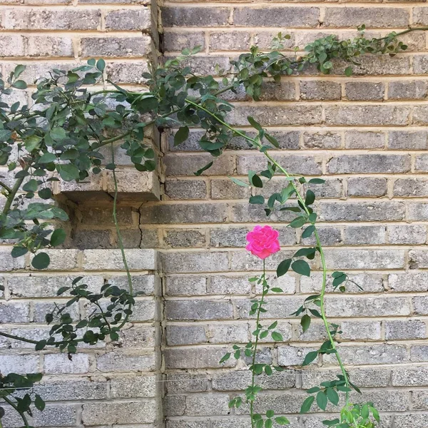 old brick wall with ivy and flowers