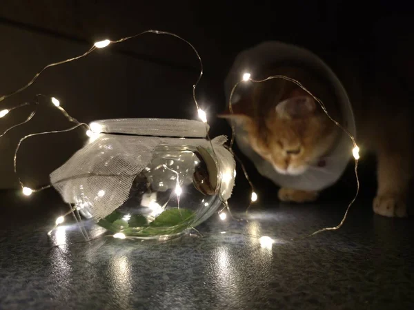 a cat in a glass jar on a wooden background