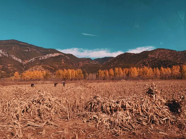 beautiful landscape with a tree and a field of trees