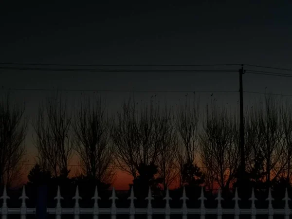 silhouette of a tree in the night sky