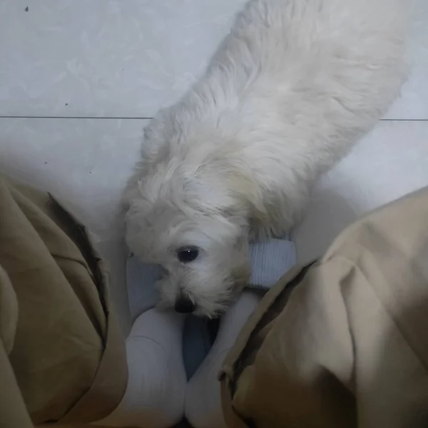 dog with a white fluffy pillow