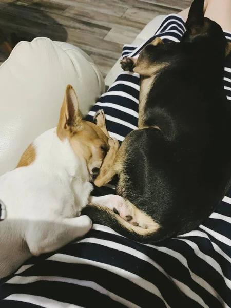 cat with a dog in the hands of a child