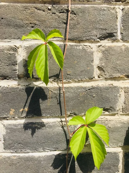 green ivy on the wall