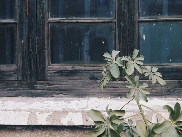 old wooden window with a green wall