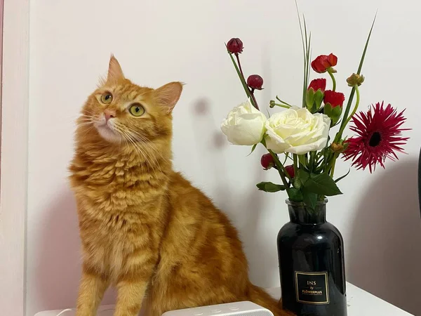 beautiful cat with flowers on a white background