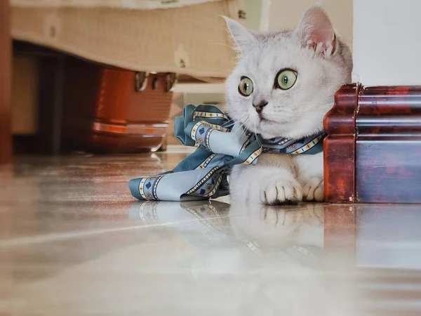 cat with a toy on the floor