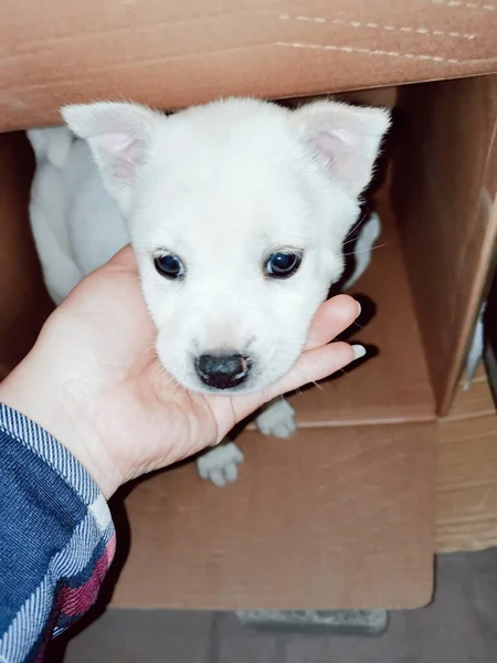 cute chihuahua dog in the hands of a white fluffy puppy