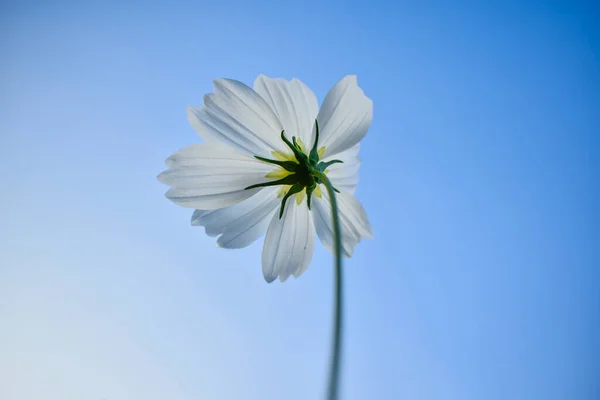 white cosmos flower on blue sky background