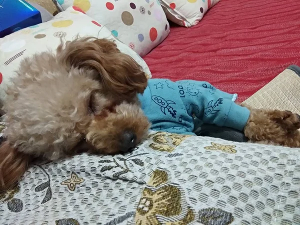 cute little dog lying on bed with her teddy bear