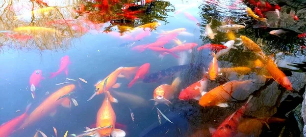beautiful colorful koi fish in the pond