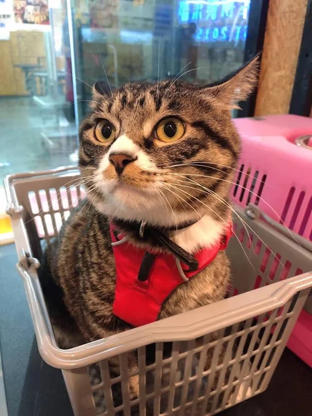 cute cat in basket with shopping cart