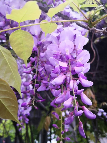 Stock image beautiful purple flowers in the garden