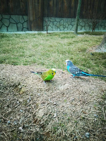 a blue and green parrot sitting on a wooden fence