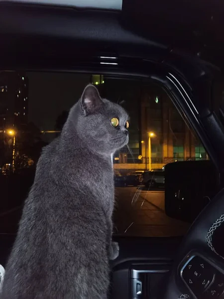cat sitting on the car window