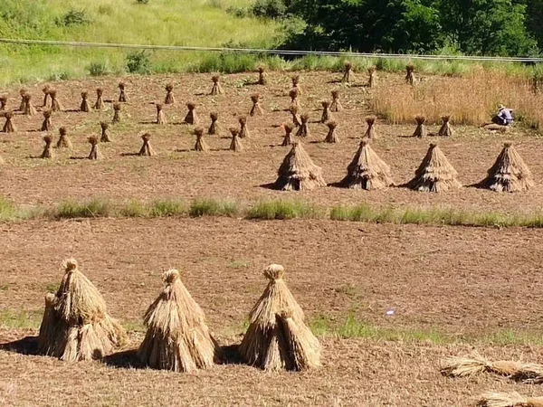 a group of farmers in the field