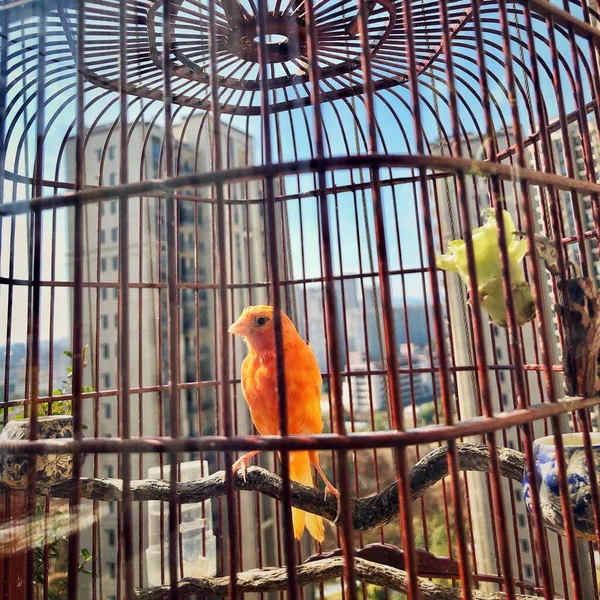 bird in the cage