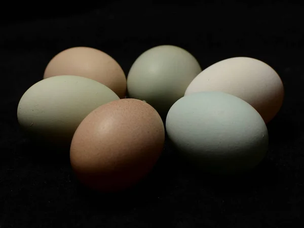 white eggs in a black and brown egg on a dark background