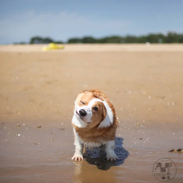 Dog Playing Sand Sea — 图库照片