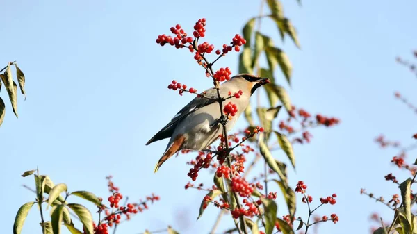 beautiful bird in the forest