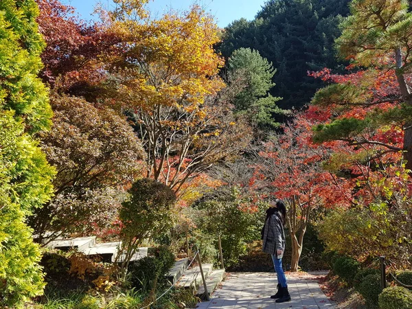 autumn landscape with trees and leaves