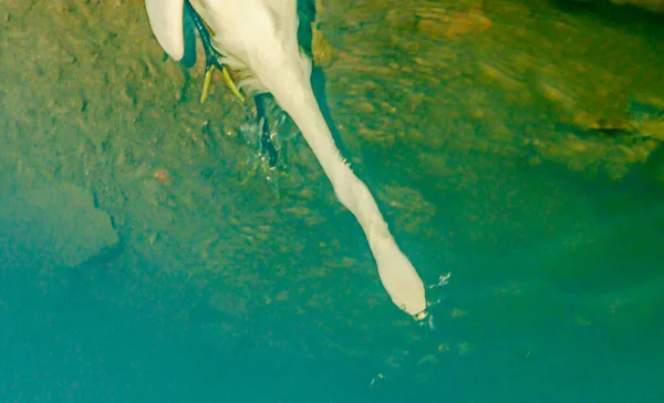 woman's feet in water