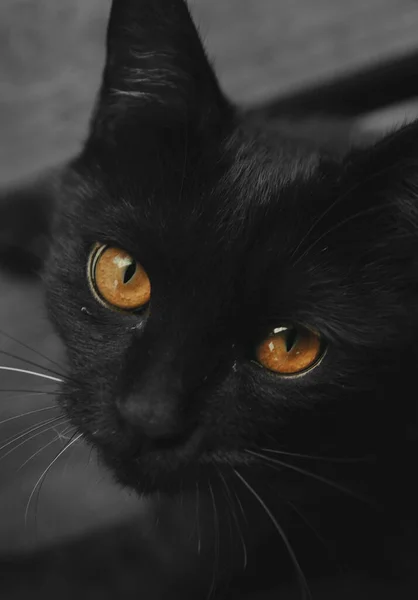 black cat with a white eyes