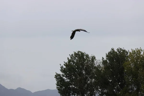 a flock of birds flying in the sky