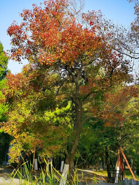 autumn landscape with colorful leaves