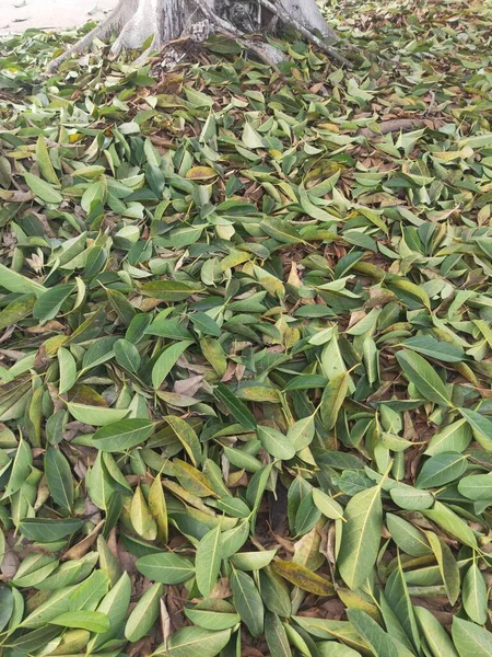 green leaves of a bay leaf