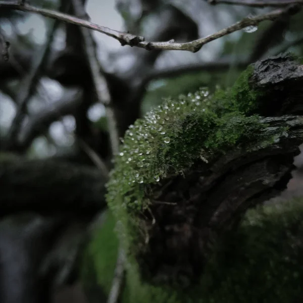 beautiful botanical shot, natural wallpaper