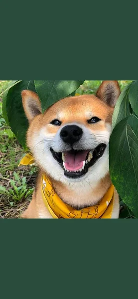 dog with a cup of coffee and a green plant on a yellow background