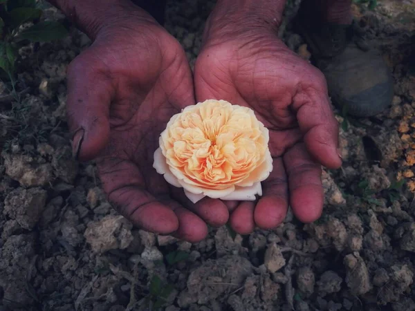 close up of a hand holding a flower