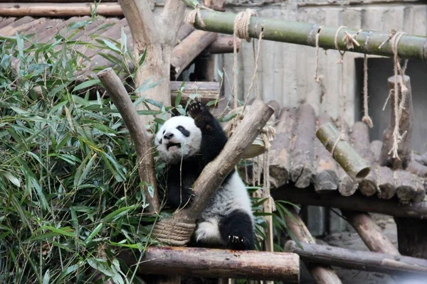 panda bear, animal, zoo, animals, fauna, wildlife, mammal, bamboo,