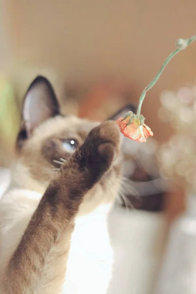 cute cat with a toy