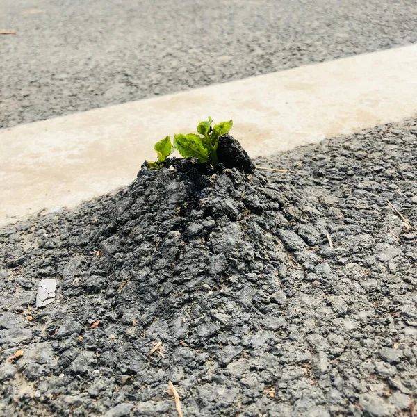 young green plant growing on the ground