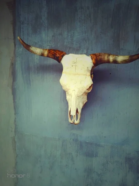 skull of a bull with a horns