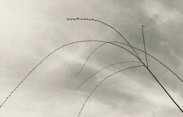 barbed wire with wires on the background of the sky