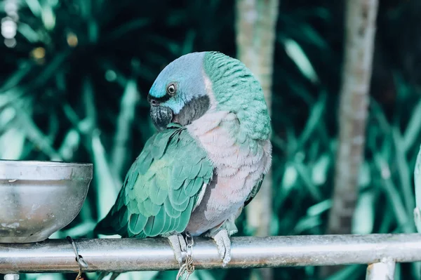 a closeup shot of a blue and green parrot sitting on a branch
