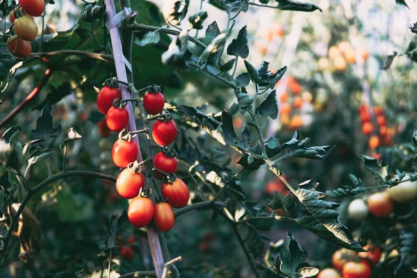 red tomatoes on a tree branch