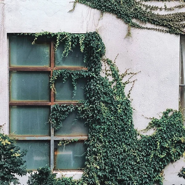 green ivy in the window