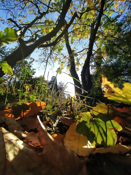 beautiful autumn landscape with trees and leaves