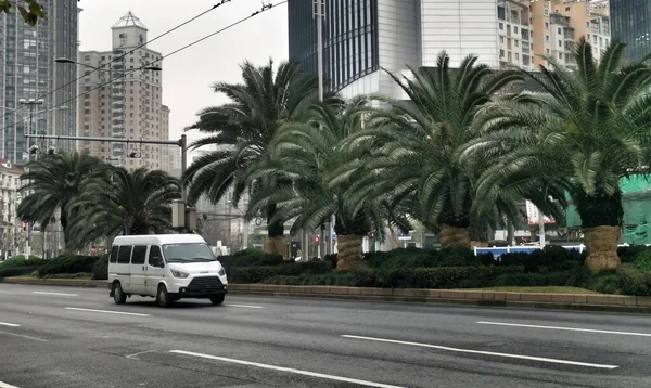 palm trees in the city