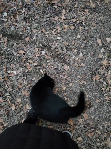 young woman with a cat in the forest