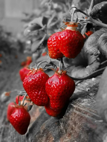 fresh ripe strawberries on a black background