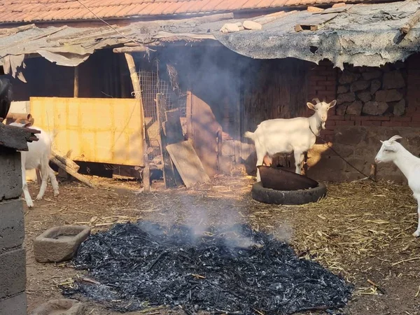 a closeup shot of a homeless cow in the village