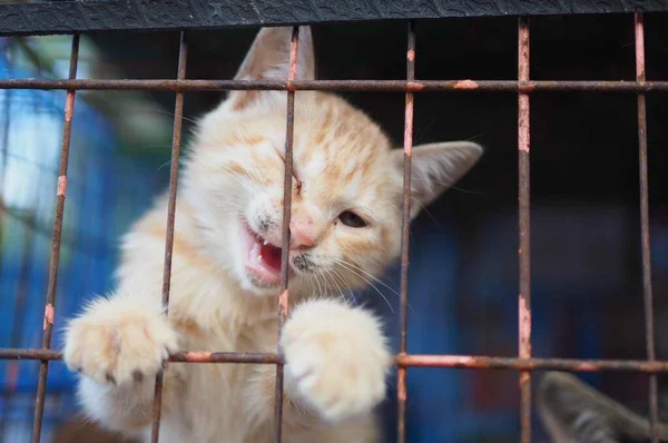 cat in the cage