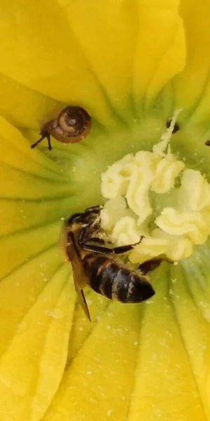 close up of a wasp on a flower