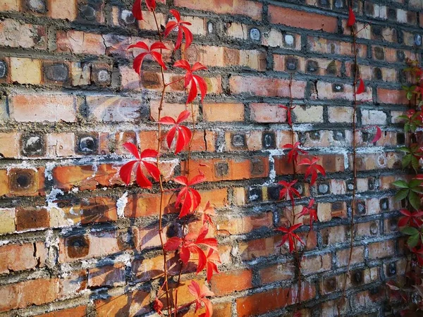 brick wall with red and white bricks