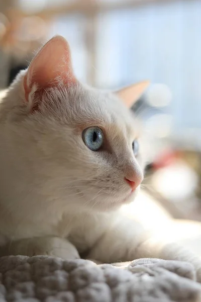 cute cat with white eyes